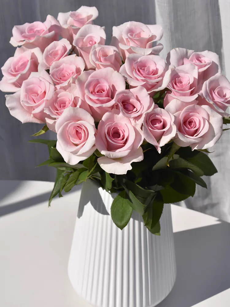 桃红雪山月季花苗四季开花高杯状切花玫瑰阳台盆栽户外庭院地栽