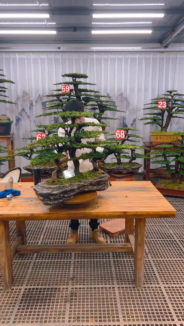 【闪购商品】紫砂精品盆景直播间一物一拍