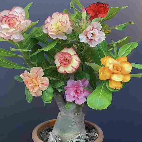 6年苗沙漠玫瑰盆栽花卉绿植阳台庭院耐旱植物
