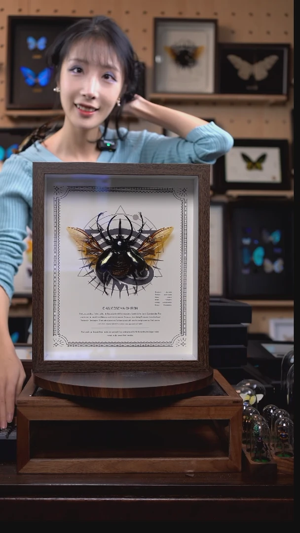 南洋大兜ccb标本摆件i209