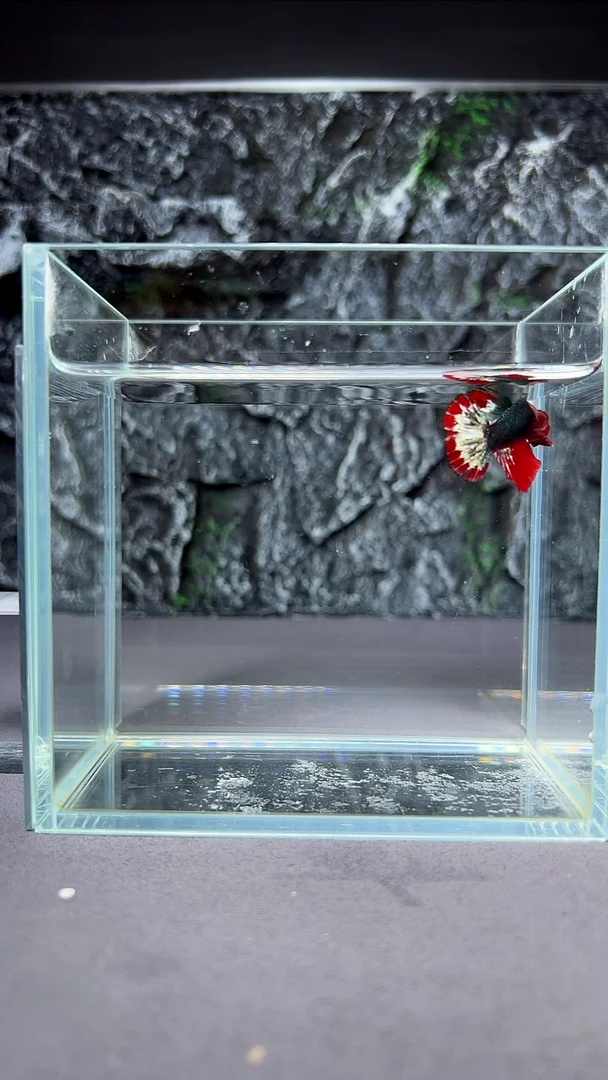 斗鱼竞拍链接A033