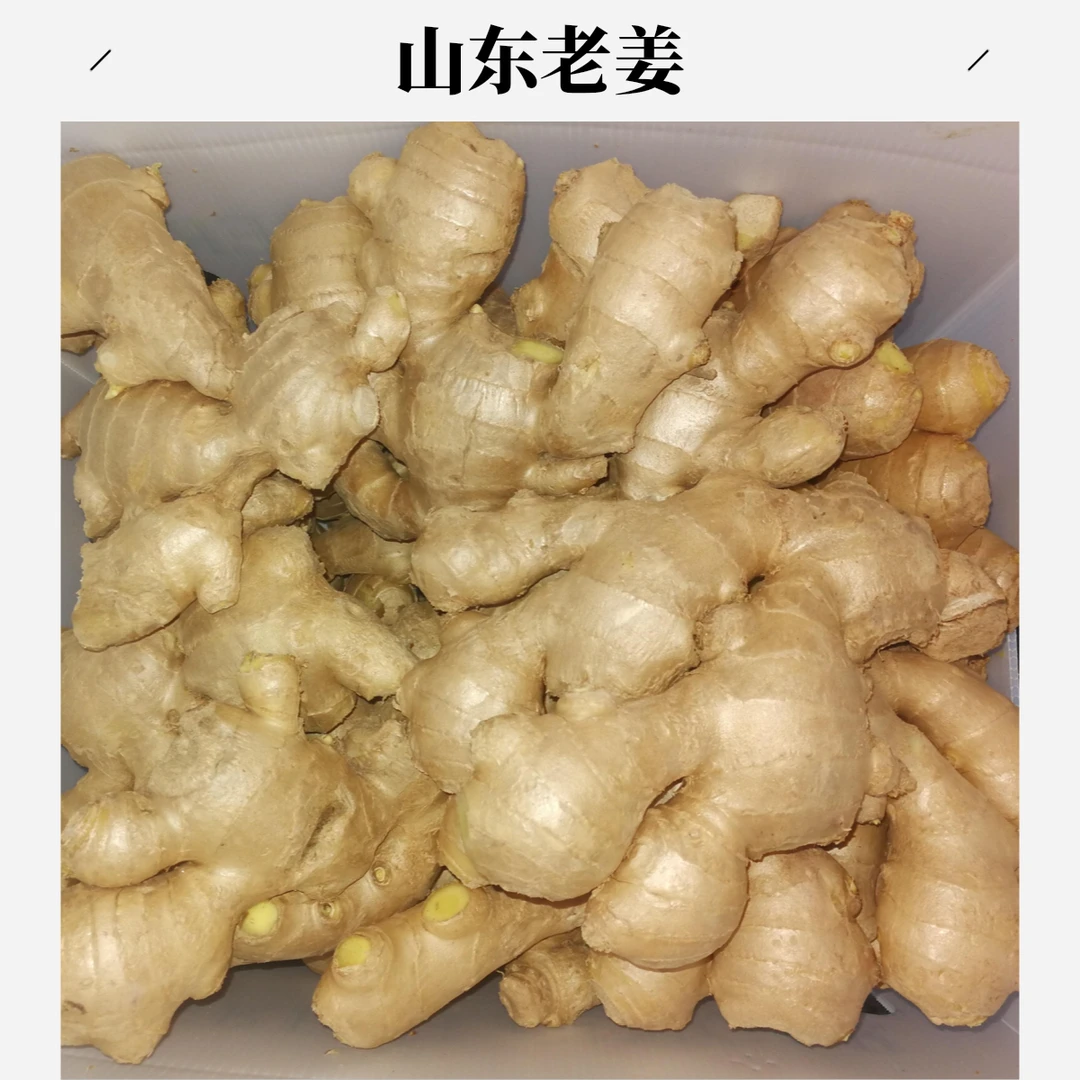 【中国供销】山东土姜 新鲜无泥辛辣味浓原生态老姜1