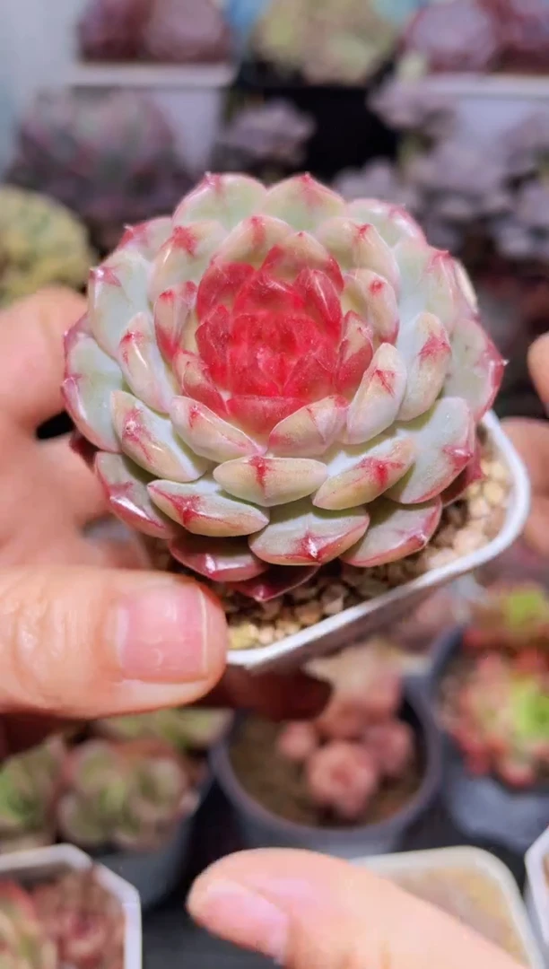 【闪购商品】026十三幺多肉