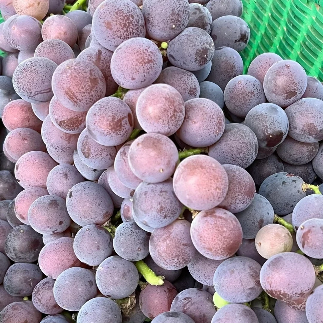 【可配送到家】巨峰葡萄葡萄同城送浙江省