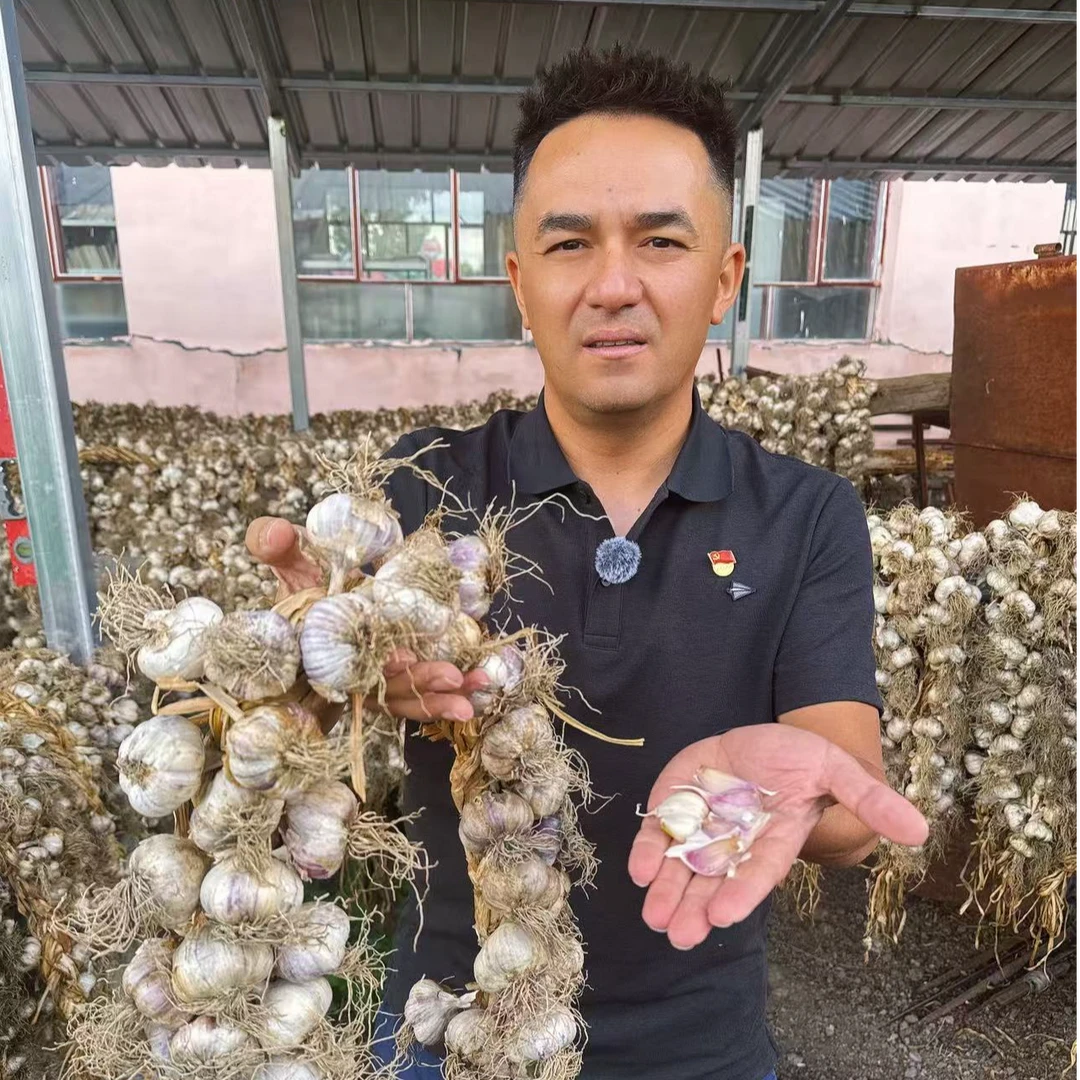 【全国包邮】六瓣红紫皮大蒜大小混发伊犁昭苏县初级农产品毛兰侃谈