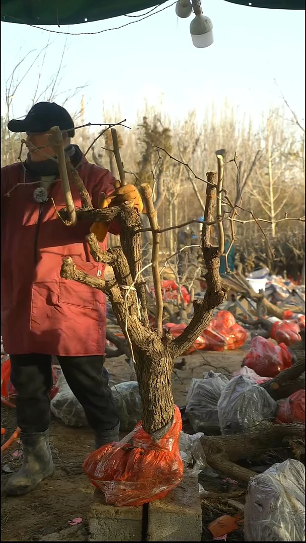 完全开放402枣树