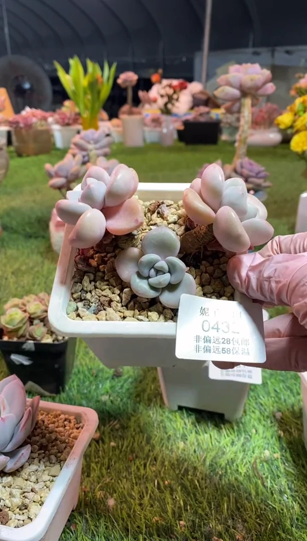 【闪购商品】0432a