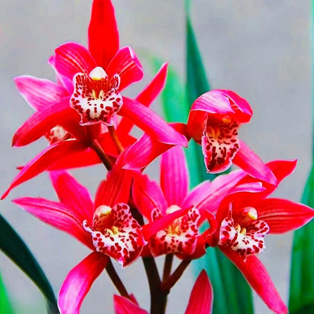 精品高端名贵兰花【中国红】5-6花剑花卉室内外好养四季开花香
