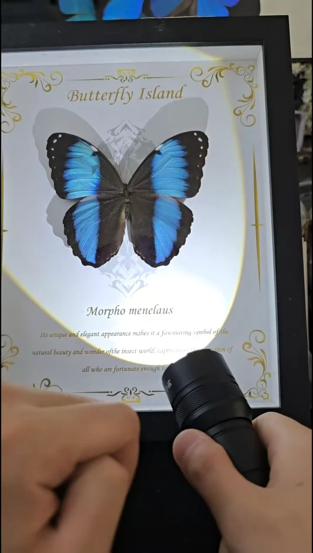 双列闪蝶精美蝴蝶标本