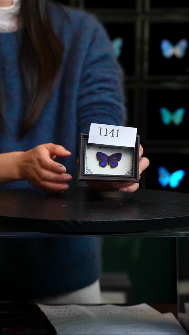 微瑕蝴蝶标本摆件一口价I141