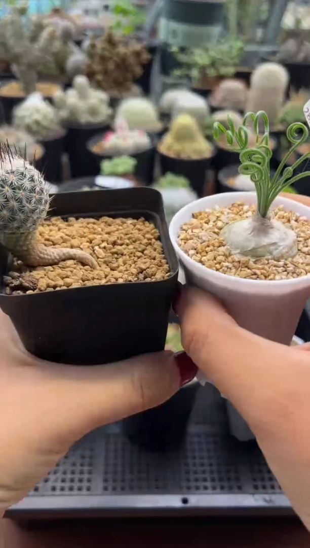 宋*宋闯专拍美针玉毛叶组合