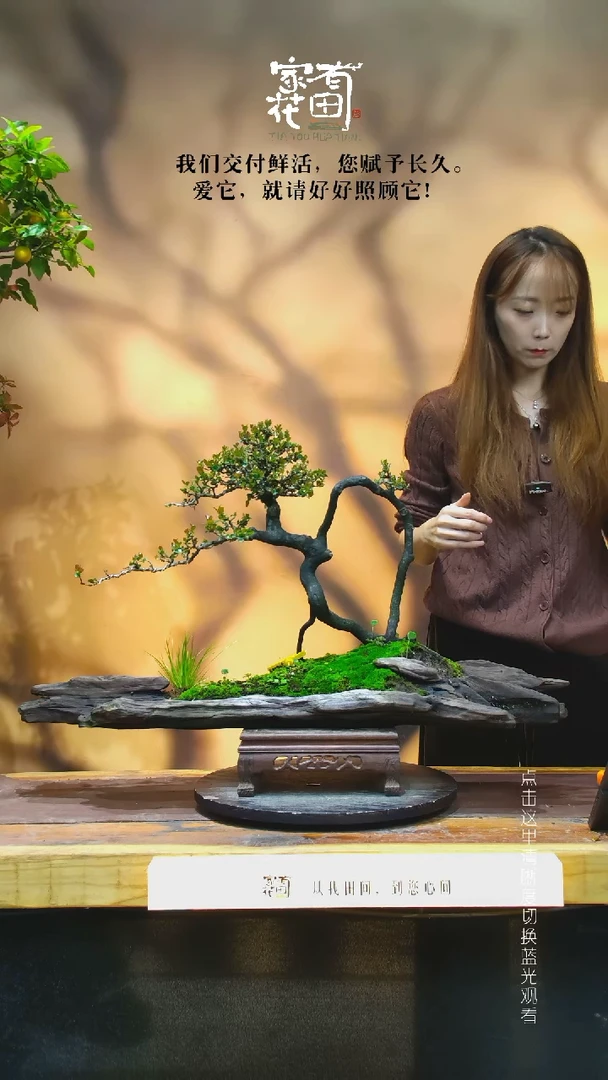 无花朵?***金家有花田-老桩金弹子
