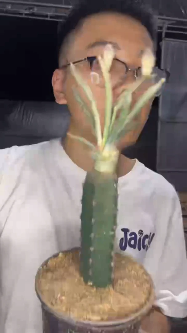 美杜莎【嫁接】秀普柱