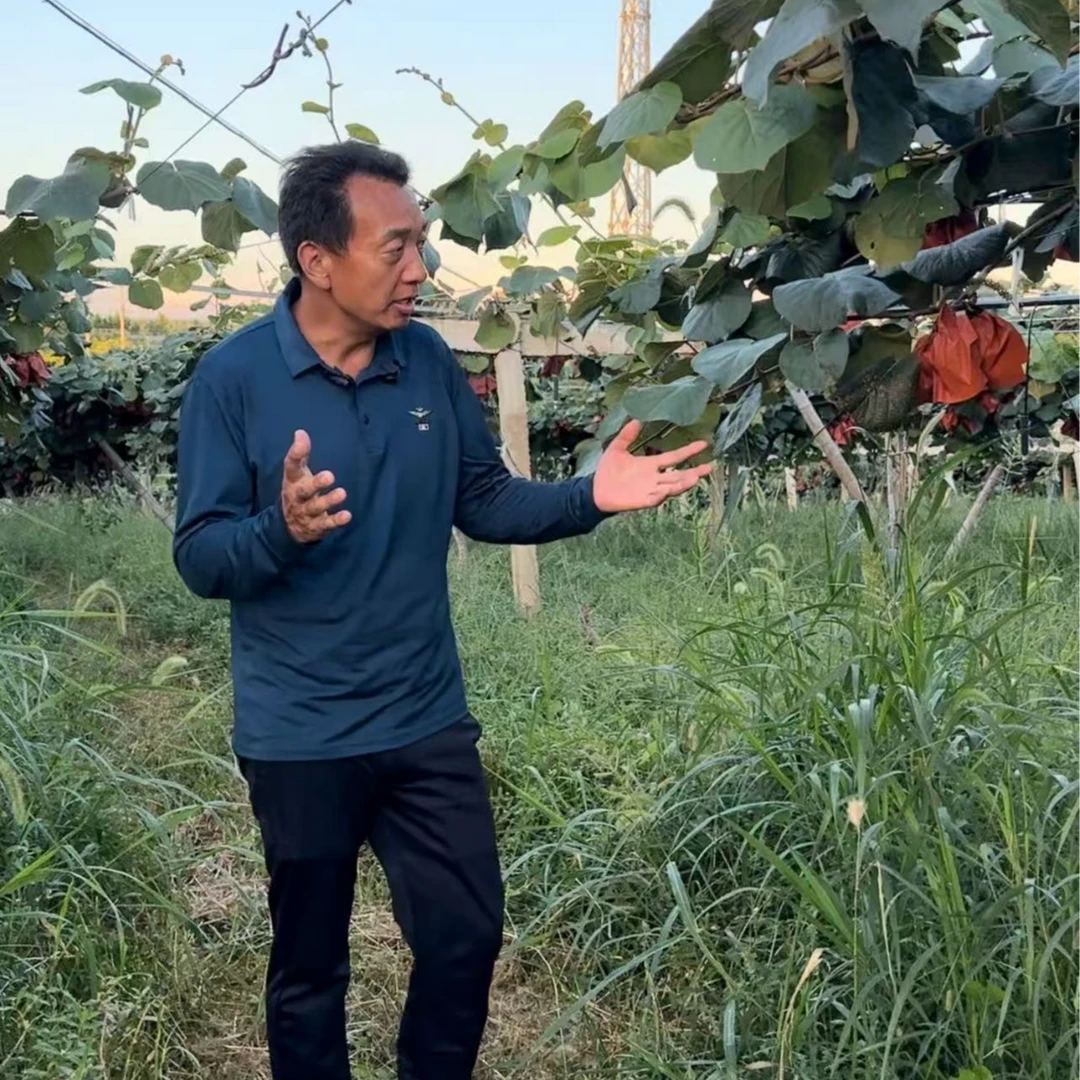 江西黄金奇异果黄心猕猴桃当季新鲜采摘软糯香甜产地直发