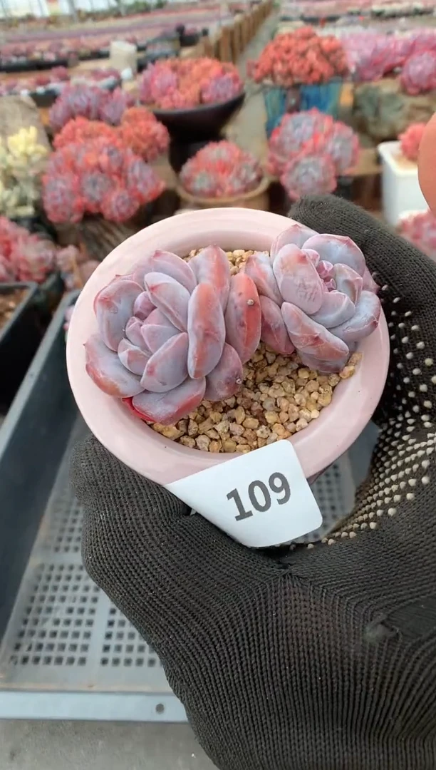 109星影一物一拍