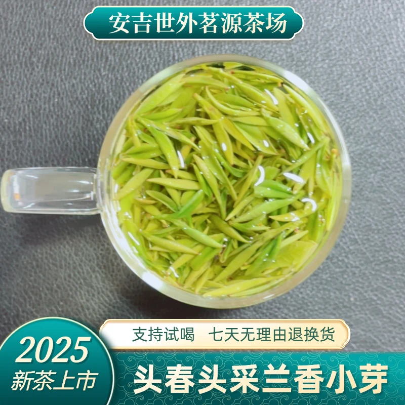 【2025新茶】A95 头春头采兰香小芽 原产地安吉 石角产区 正味兰香