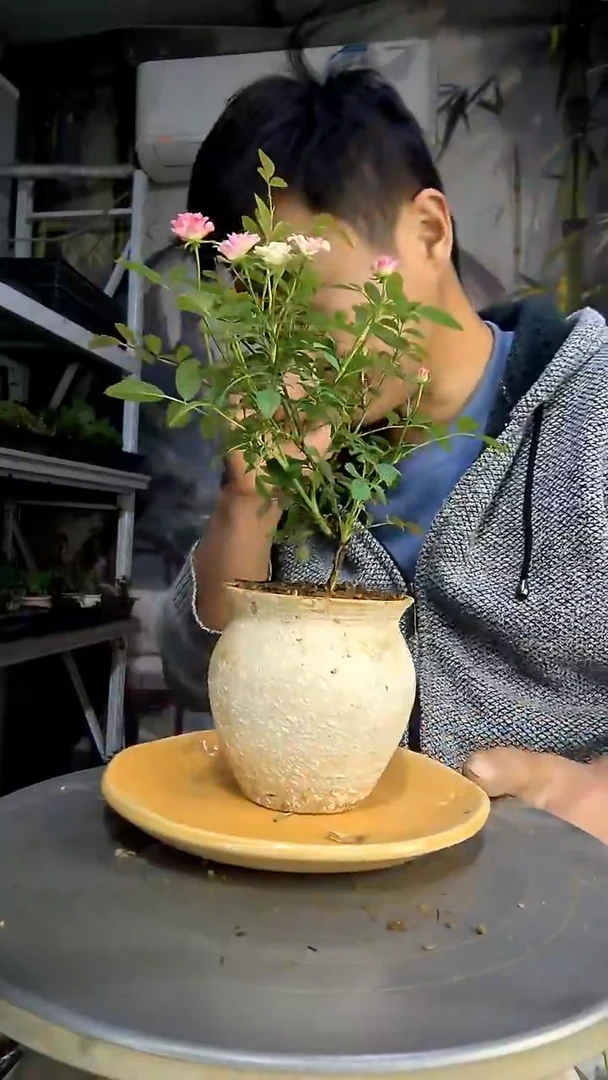 淡*中青园艺一物一拍486