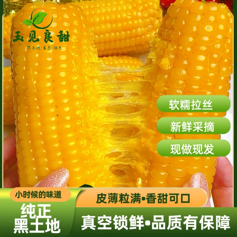 【试吃3根】25年头茬东北黄糯玉米铝箔包装10根净重5.5-6斤/箱