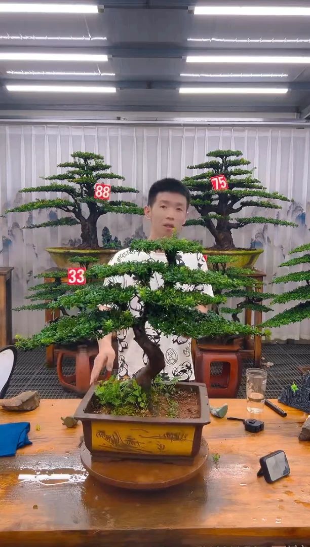 无花朵精品盆景直播间一物一拍