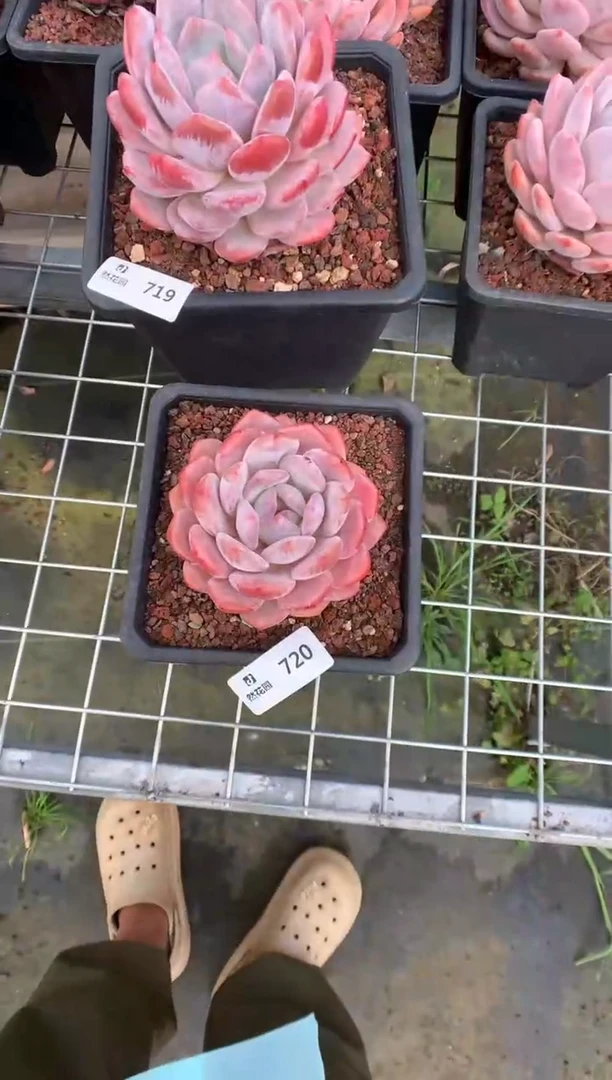 720星橙一物一拍