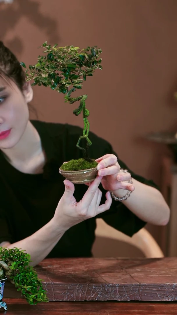 无花朵设***炜黑骨茶盆景盆景盆景