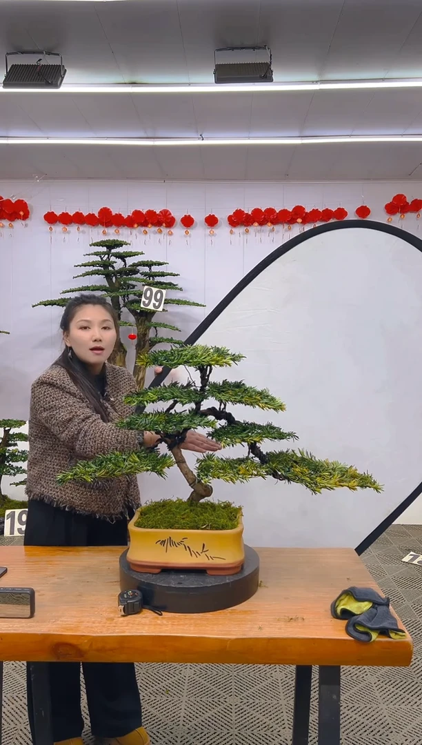 【闪购商品】盆景1