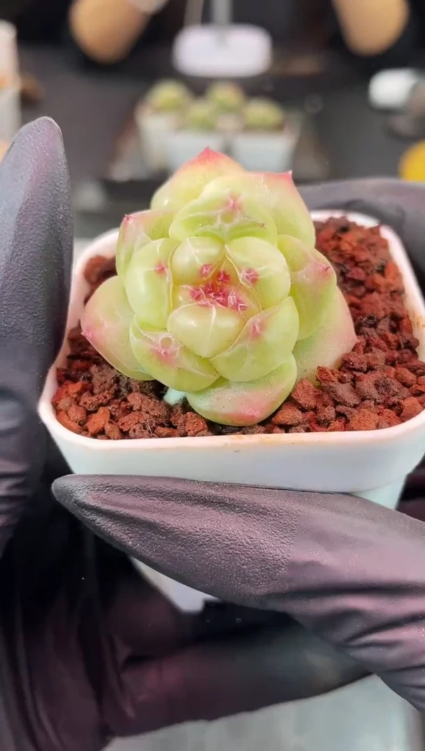 闪购1513  冰布蕾多肉一颗