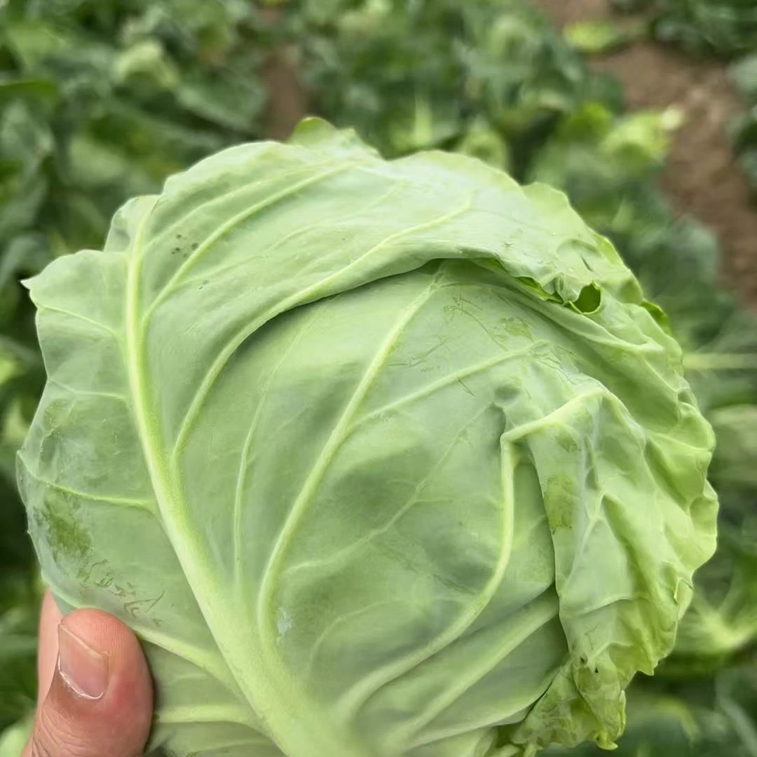 9.9三颗包邮现摘圆白菜/甘蓝/约3斤白菜