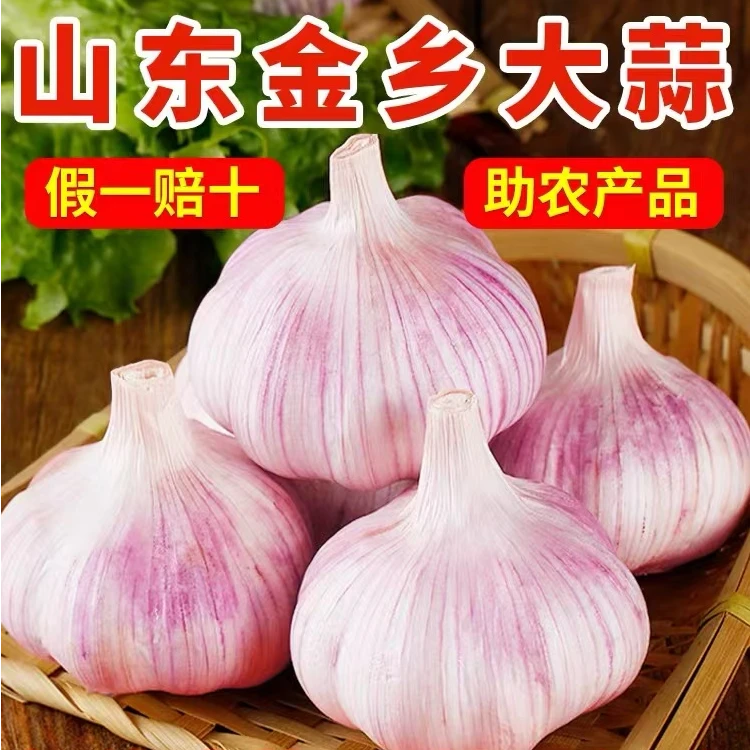 2025年新干蒜山东头茬紫皮多瓣干蒜可腌制腊八蒜辛辣味十足5斤 装