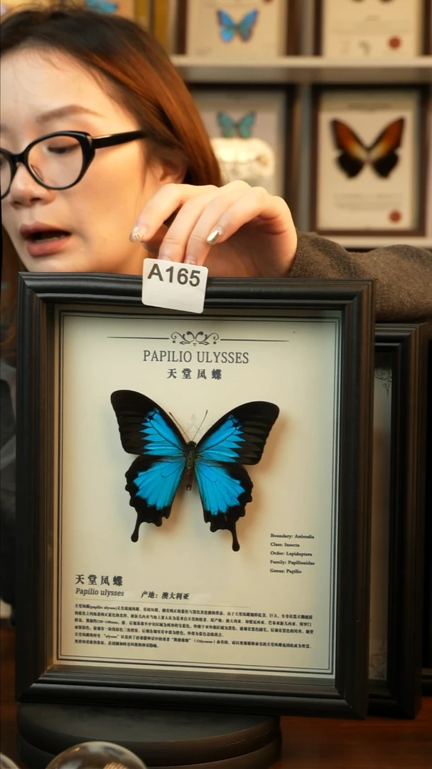 天堂凤蝶-中文（10寸欧式黑框）A165