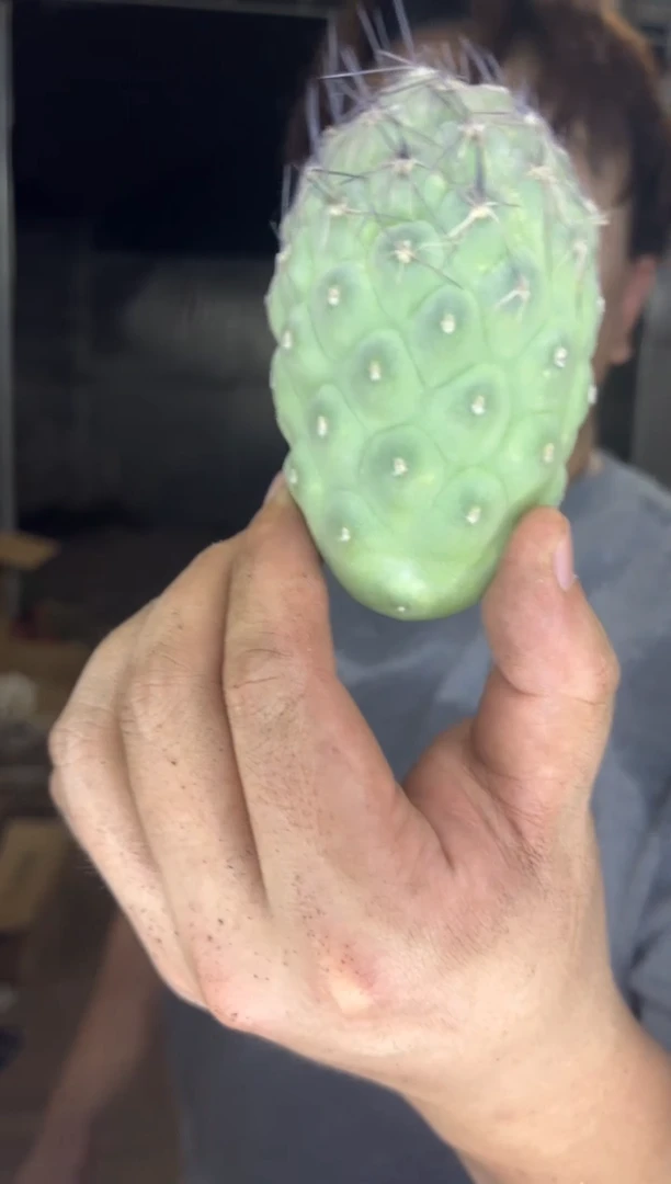 鸵鸟蛋 习志野【无根】