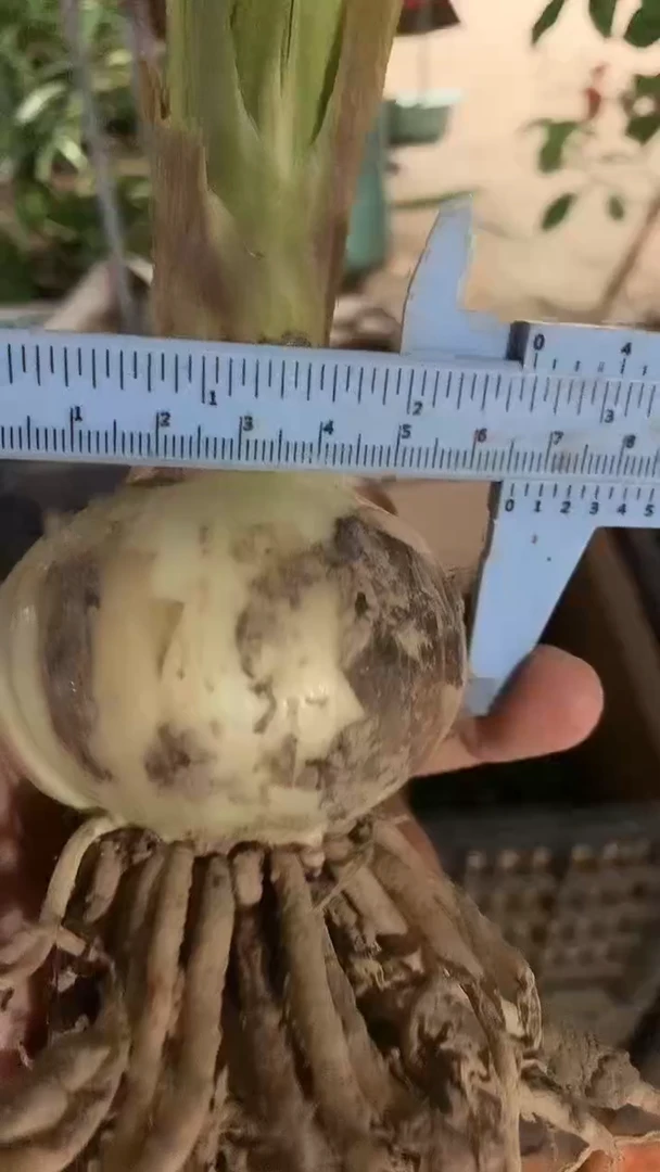 当前无花栽培后可以开花安吉拉6cm+