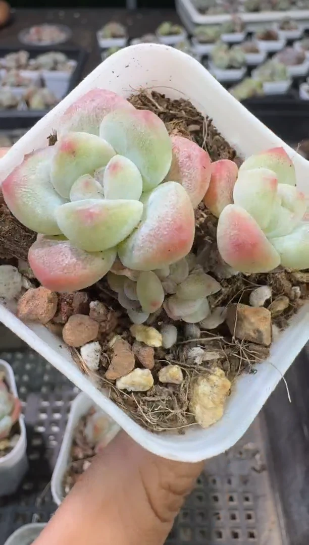 199号江北多肉-到手（1）棵