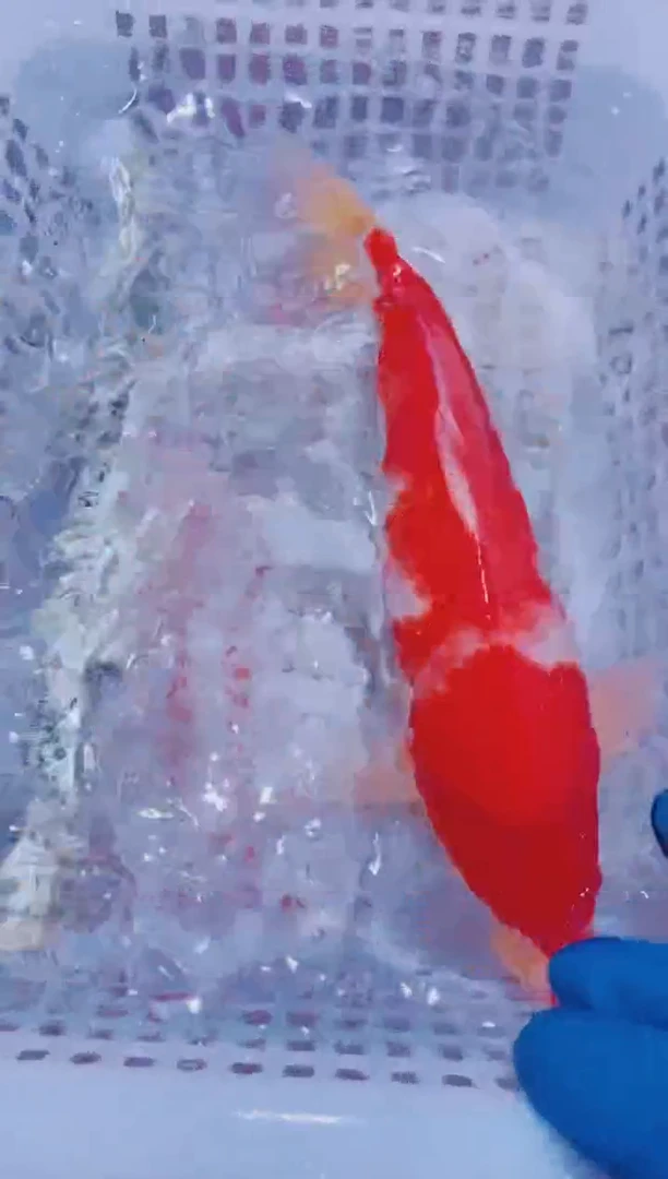 锦鲤血统锦鲤全场包邮36