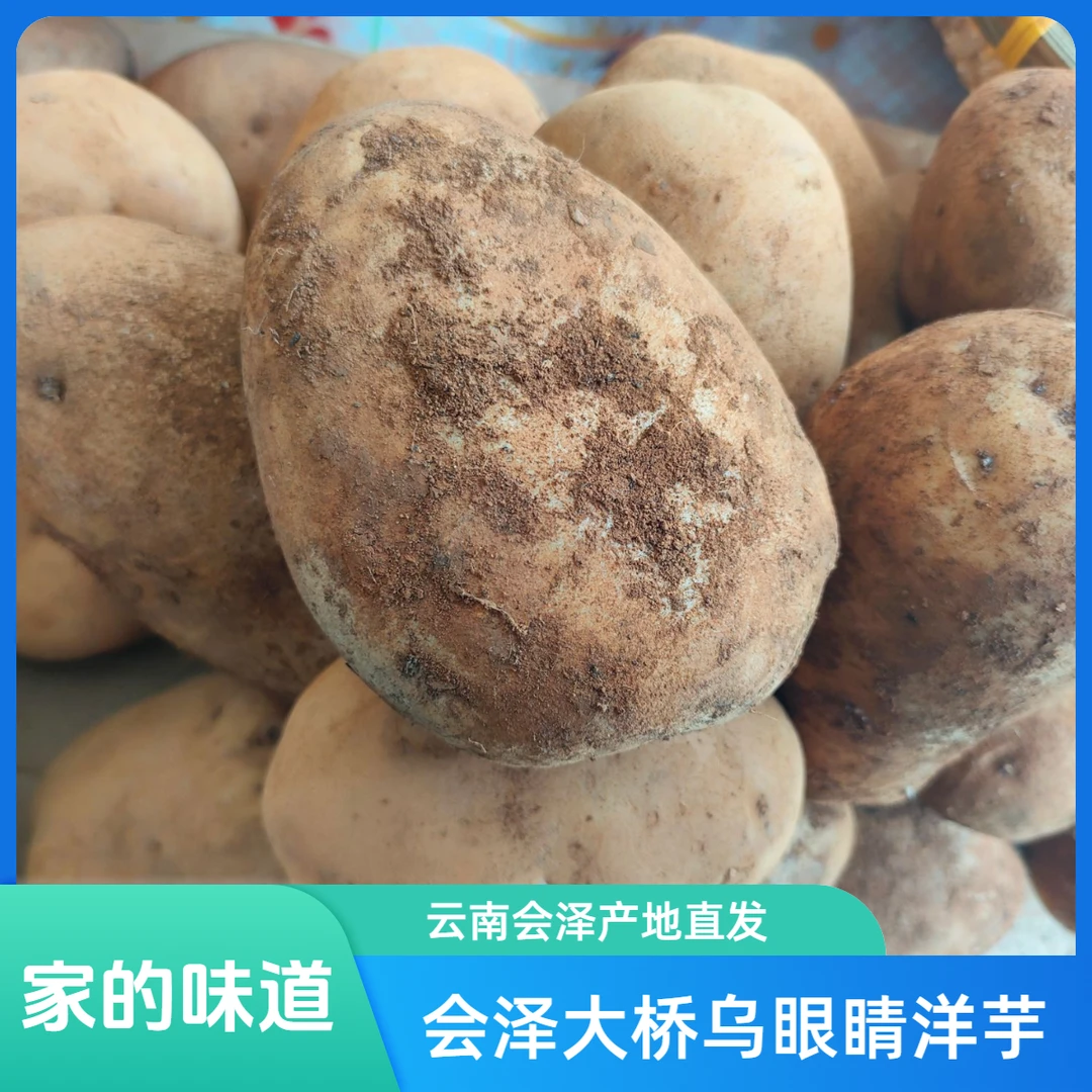 云南会泽乌蒙山大桥乌眼睛洋芋老品种洋芋农家肥种植土豆