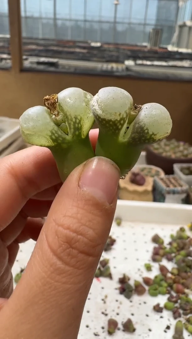 多肉植物肉锥4-95