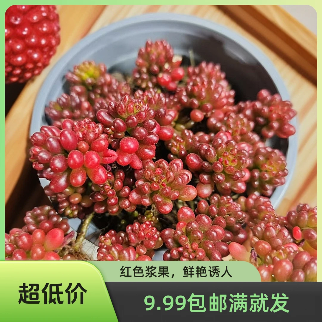 红浆果(拼满15元包邮)多肉植物阳台露台办公室绿植植新手