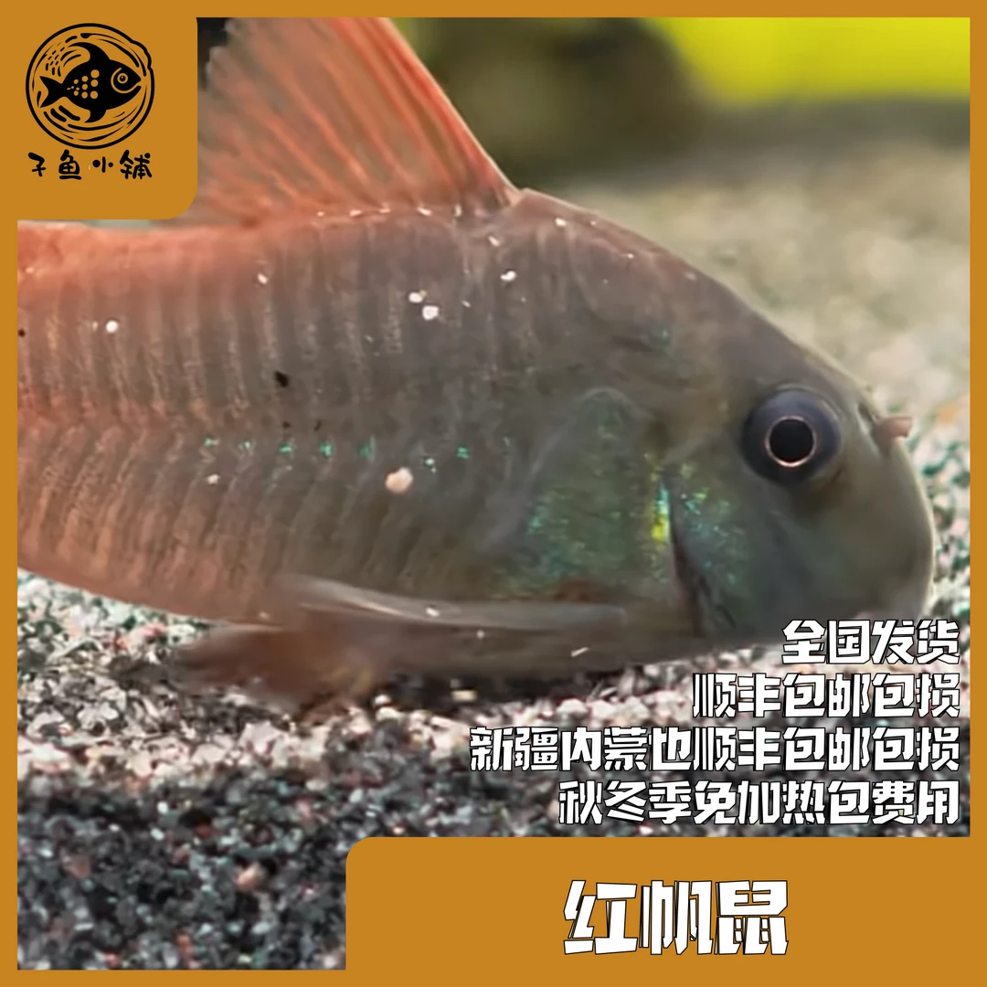 子鱼小铺甄选 红帆鼠/超级红帆溪流缸南美缸混养