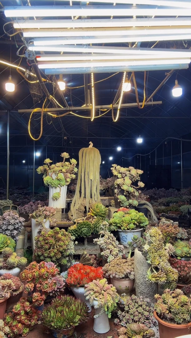 【闪购商品】40号一物一拍默认微瑕不售后