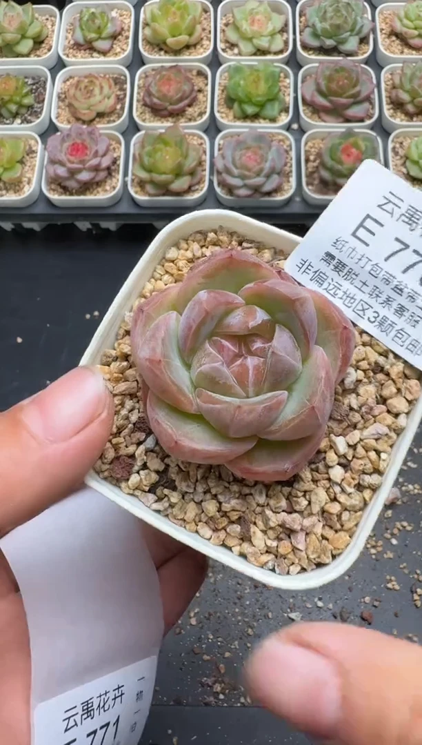 770E云禹多肉植物 带盆土纸巾打包 3颗包邮