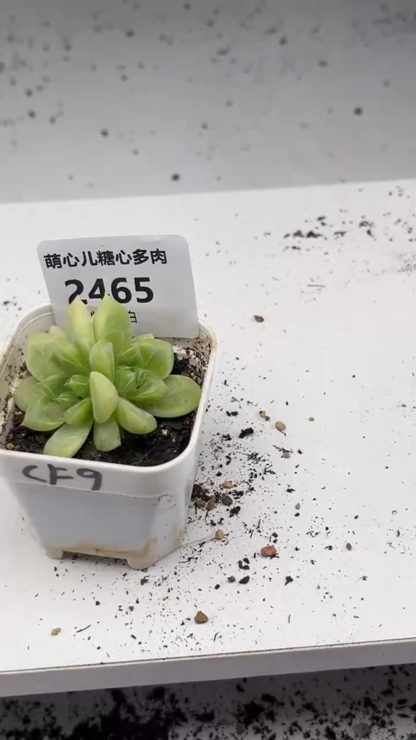2465 cf9多肉植物