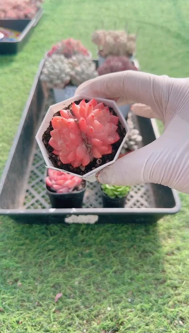 【闪购商品】梦会多肉一物一拍