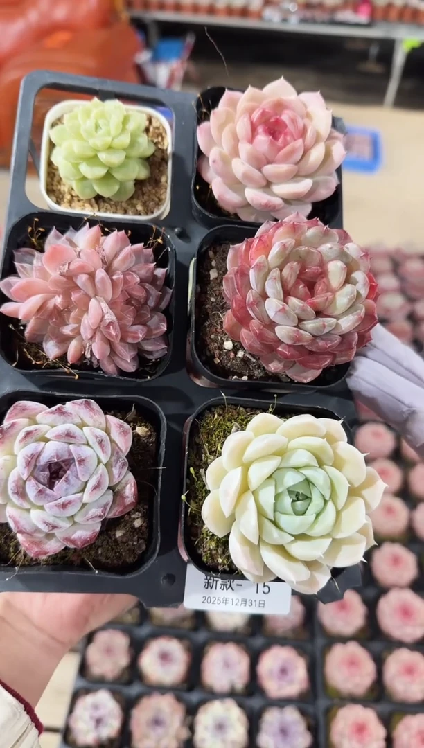 东云多肉园新款-15