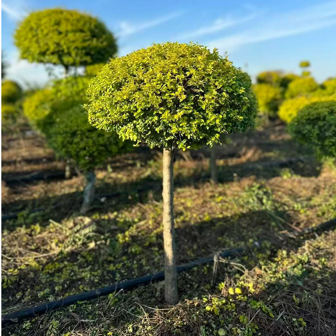 棒棒糖造型盆栽地栽可四季观赏（一物一拍）