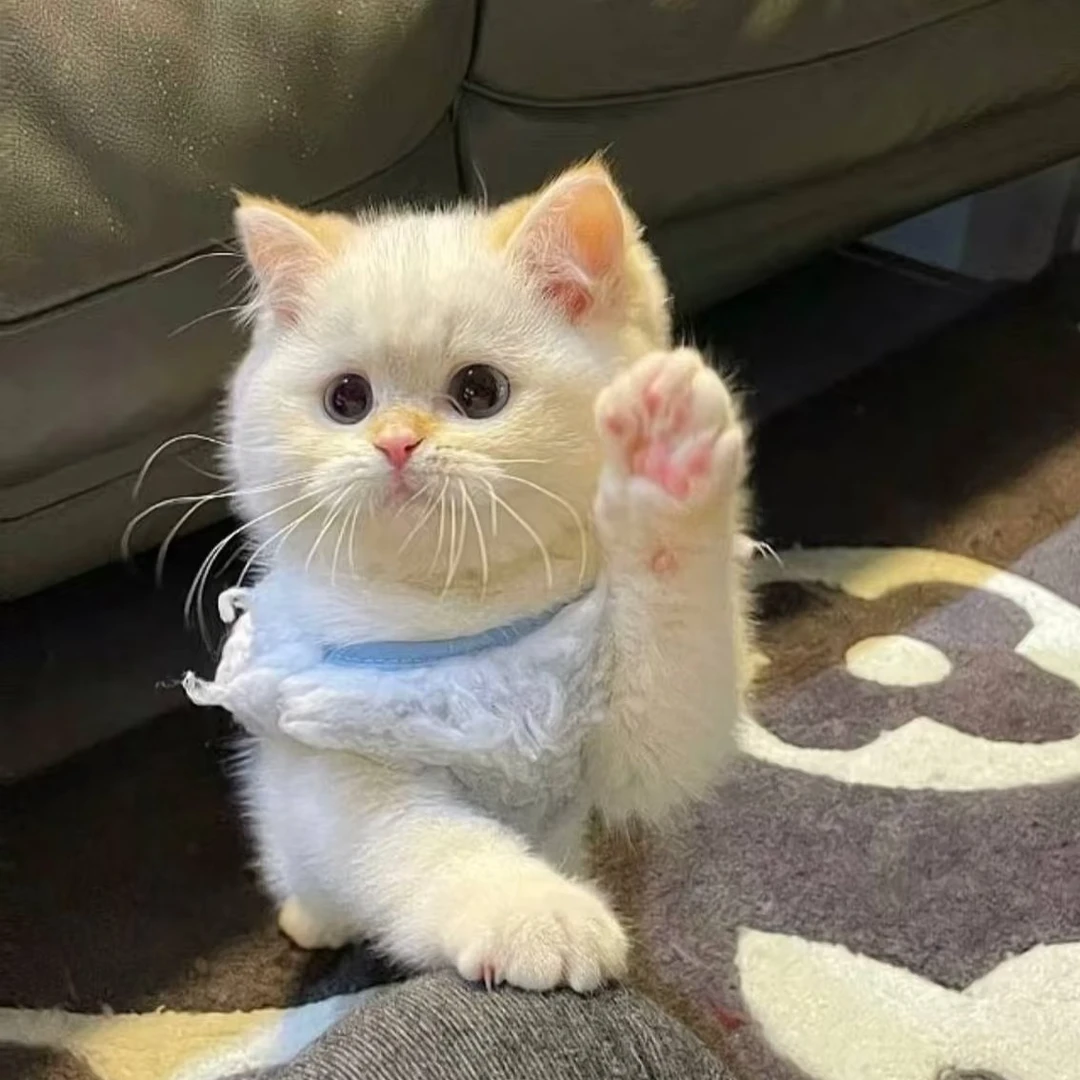 缅因德文狮子猫英短布偶金渐层等宠物猫咪售卖