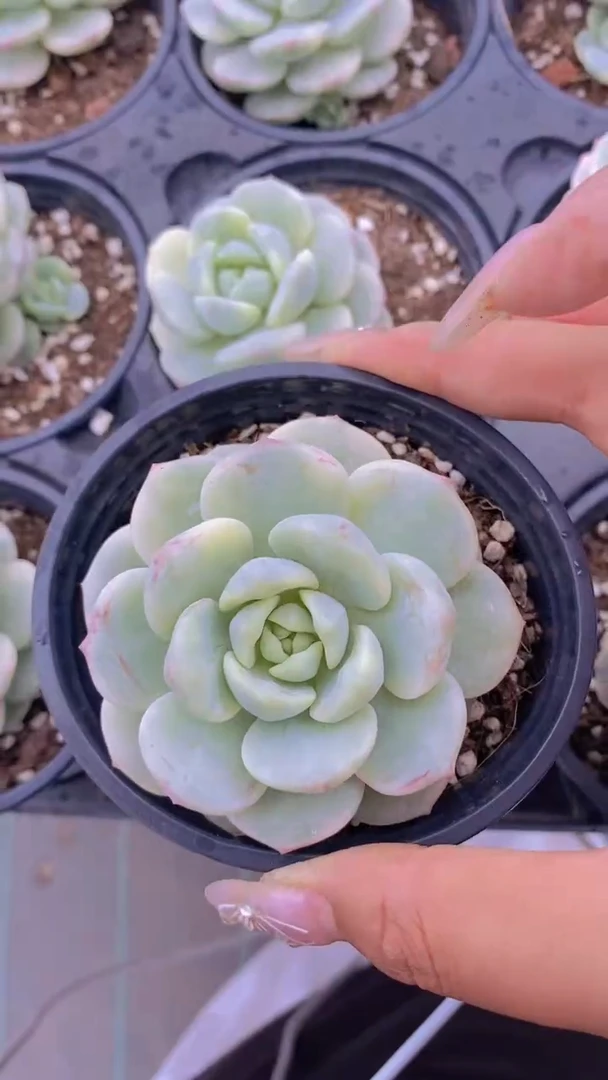 A796-香草锦带盆土（量拍）