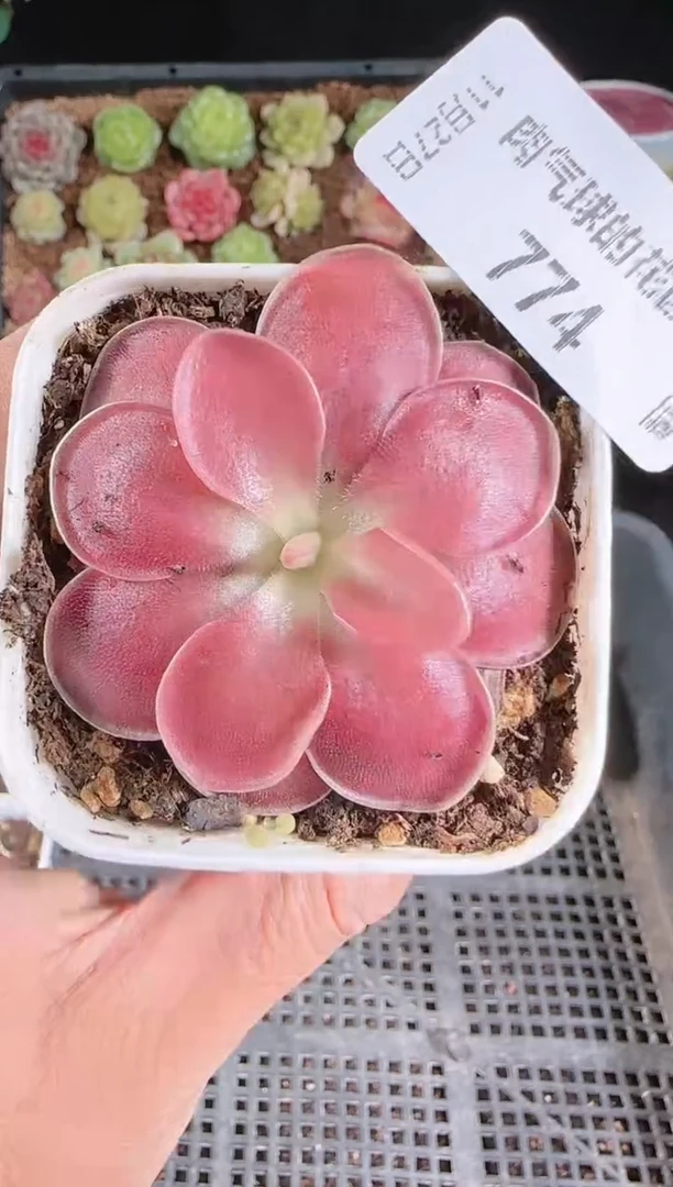 1127-774赛题群生不包整