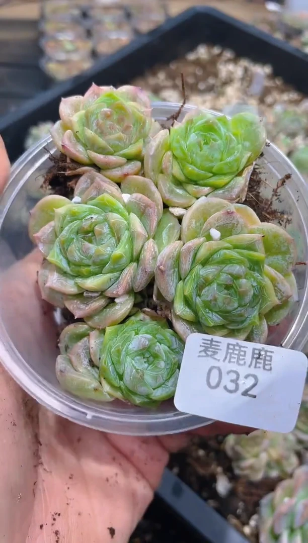 032Y-11孤品      量拍