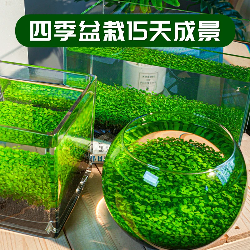 水草种子水草泥沙速成微景观鱼缸造景观赏创意桌面盆栽水培植物