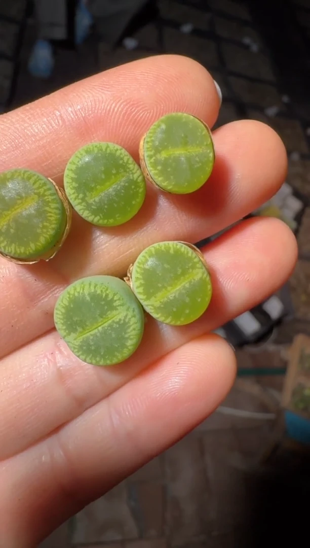 144多肉植物肉锥绿光阳一颗